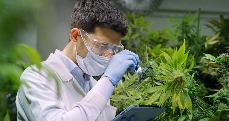fleurs de CBD ( cannabis légal) les taux puissant et moins éleve a la teste de buch